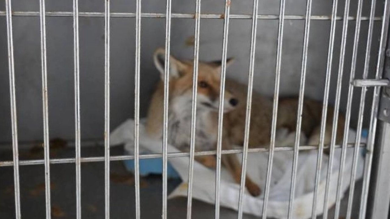 Adıyaman’da yaralı tilki doğaya kavuştu