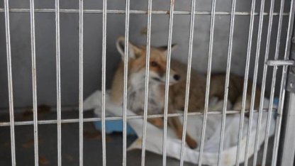 Adıyaman’da yaralı tilki doğaya kavuştu