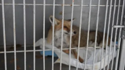 Adıyaman’da yaralı tilki doğaya kavuştu