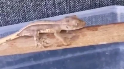 Burdur'da yasaklı yaban hayvanları ele geçirildi