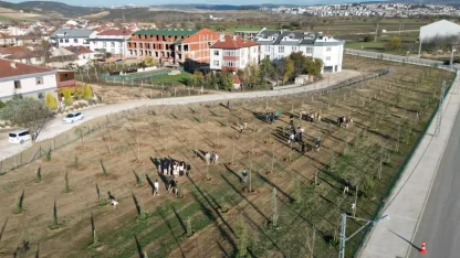 Bursa İnegöl'de 572 fidanlı koruluk Akhisar'a nefes oldu
