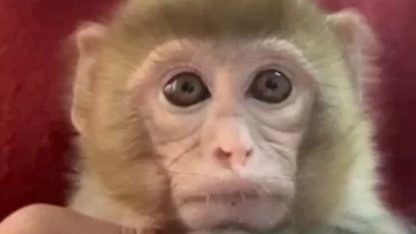 Elazığ'da yavru makak maymunu korumaya alındı