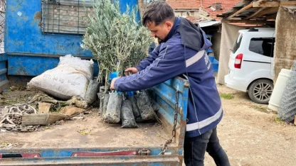 Eskişehir Büyükşehir’den üreticiye zeytin fidanı desteği