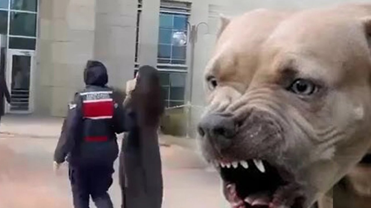 Etimesgut&#039;ta pitbull dehşetinde yeni gelişme... Köpek sahibi tutuklandı!