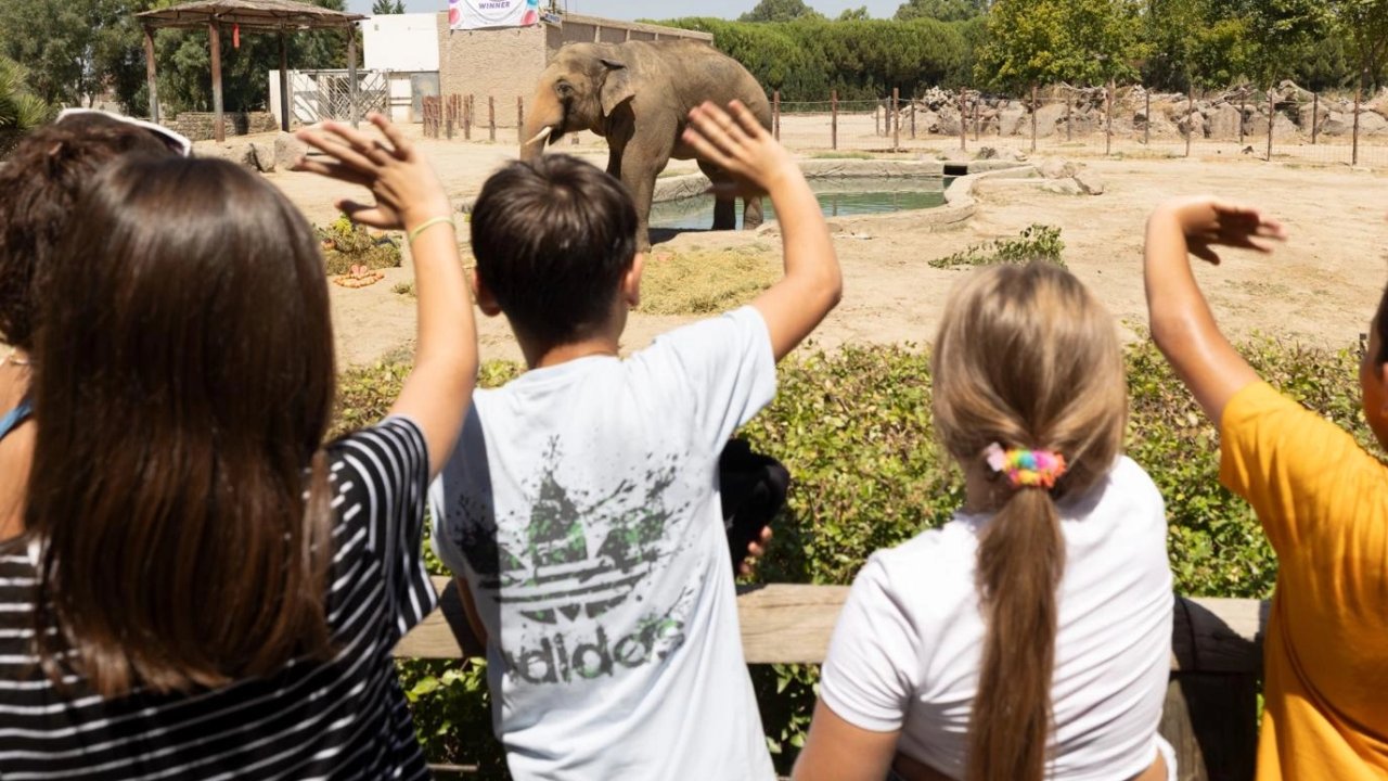 İzmir Doğal Yaşam Parkı’nın fillerine hayat kurtaran ayak bakımı