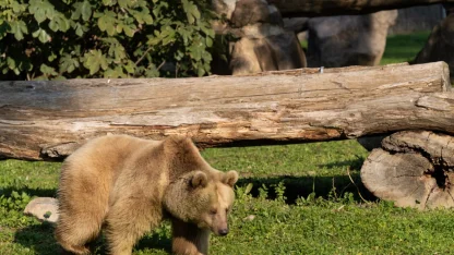 İzmir Doğal Yaşam'ın yeni sakinleri siyah jaguar ve boz ayı oldu