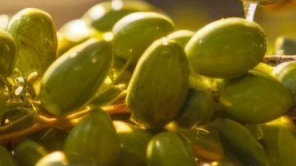 İzmir Kooperatifçilik Buluşmaları 19 Aralık’ta