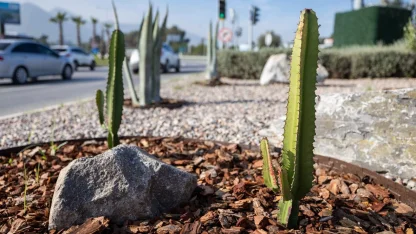 İzmir’in çehresi su tasarruflu bitkilerle güzelleşiyor