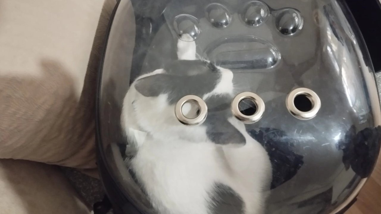 Kayseri Büyükşehir &#039;Tofu&#039;yu kurtardı