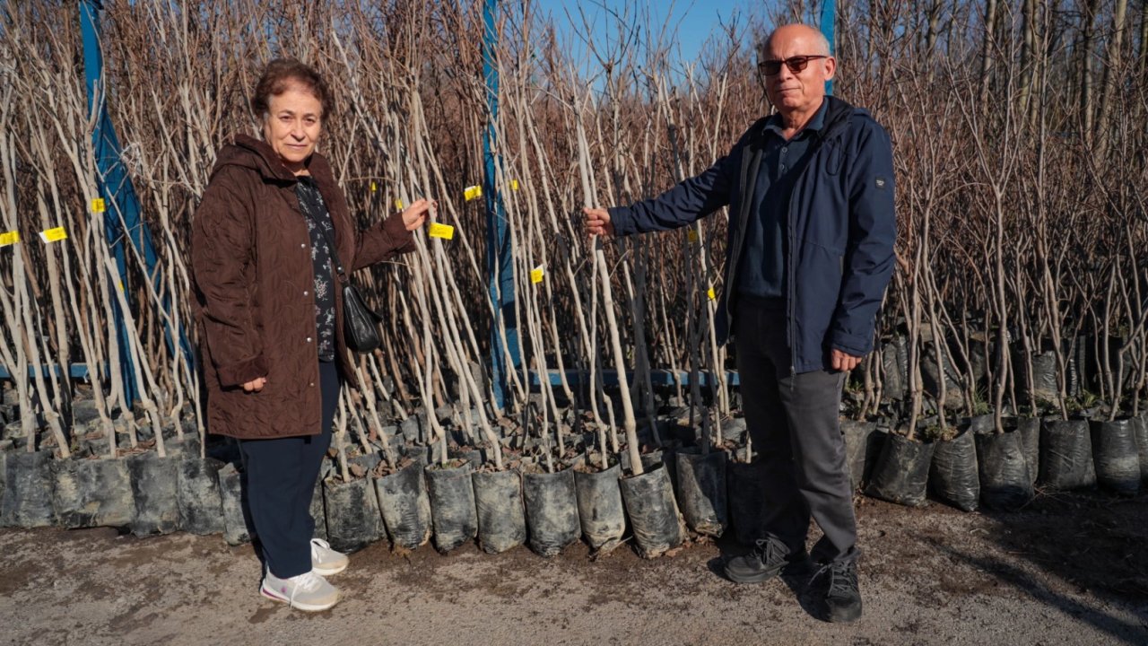 Kocaeli 3 bin 600 Trabzon hurması fidanı dağıtıyor