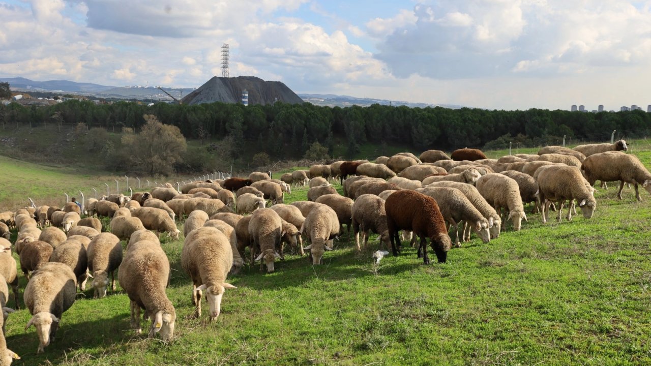 Kocaeli&#039;de damızlık koç desteğiyle kuzulama oranları artıyor... Sürüler güçlendi, verim arttı