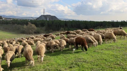 Kocaeli'de damızlık koç desteğiyle kuzulama oranları artıyor... Sürüler güçlendi, verim arttı