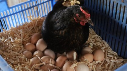 Kocaeli’de hibeli tavuk desteği üreticiye can suyu oldu