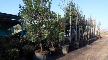 Kocaeli'de torf üretimi ile 50 milyon lira tasarruf sağlanıyor