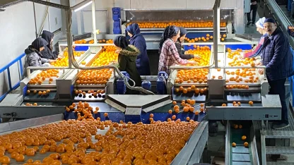 Mandalina ihracatı tarih yazıyor... 2023'ün rekorunu 2025'in 11 ayında kırdı