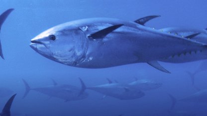 Mavi yüzgeçli orkinos kotası yüzde 20 arttı!