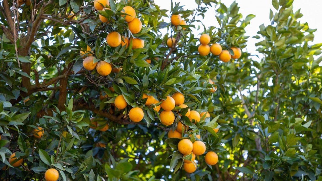 Mersin Kan Portakalı coğrafi işaret tescili aldı