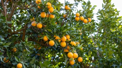 Mersin Kan Portakalı coğrafi işaret tescili aldı