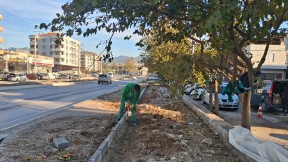 Muğla Milas'ın dört bir yanı yeşile bürünüyor