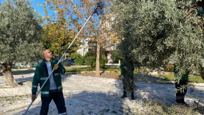 Muğla Milas'ın yeşil alanlarda zeytin hasadına devam ediyor