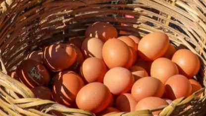 Ordu’da yumurta sektörü yeniden büyüyor