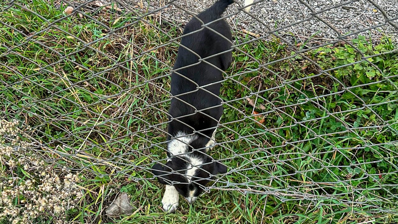 Sakarya&#039;da 11 metrelik çukurdan sağ salim kurtarıldı