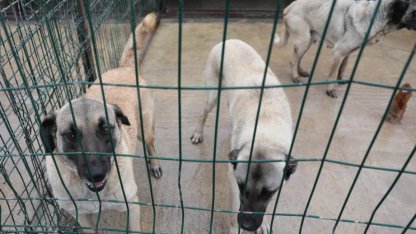 Sivas Belediyesi’nden sokak hayvanlarına modern barınak