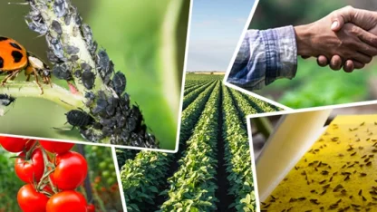 Tarımsal üretimi destekleyecek önemli düzenleme... Tarımsal destek ödemelerine ayar