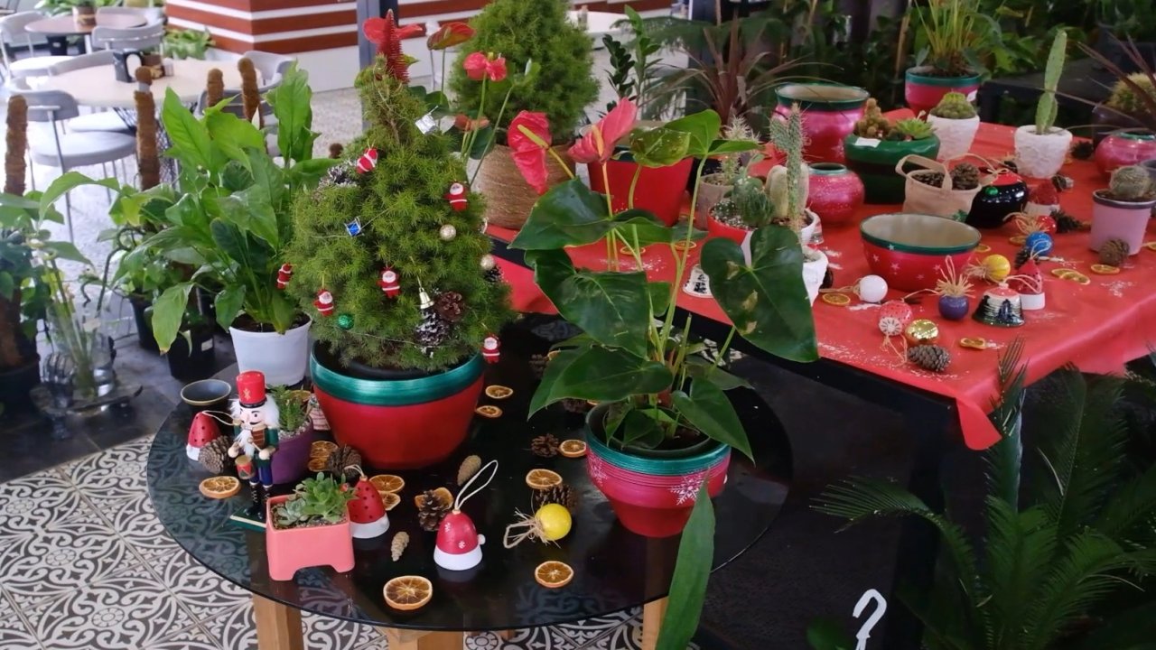 ANFA Bitki Evleri’nde yeni yılın çiçekleri sunuldu