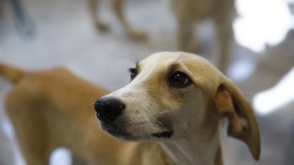 Antalya’da petshoplara sertifikalı eğitim semineri