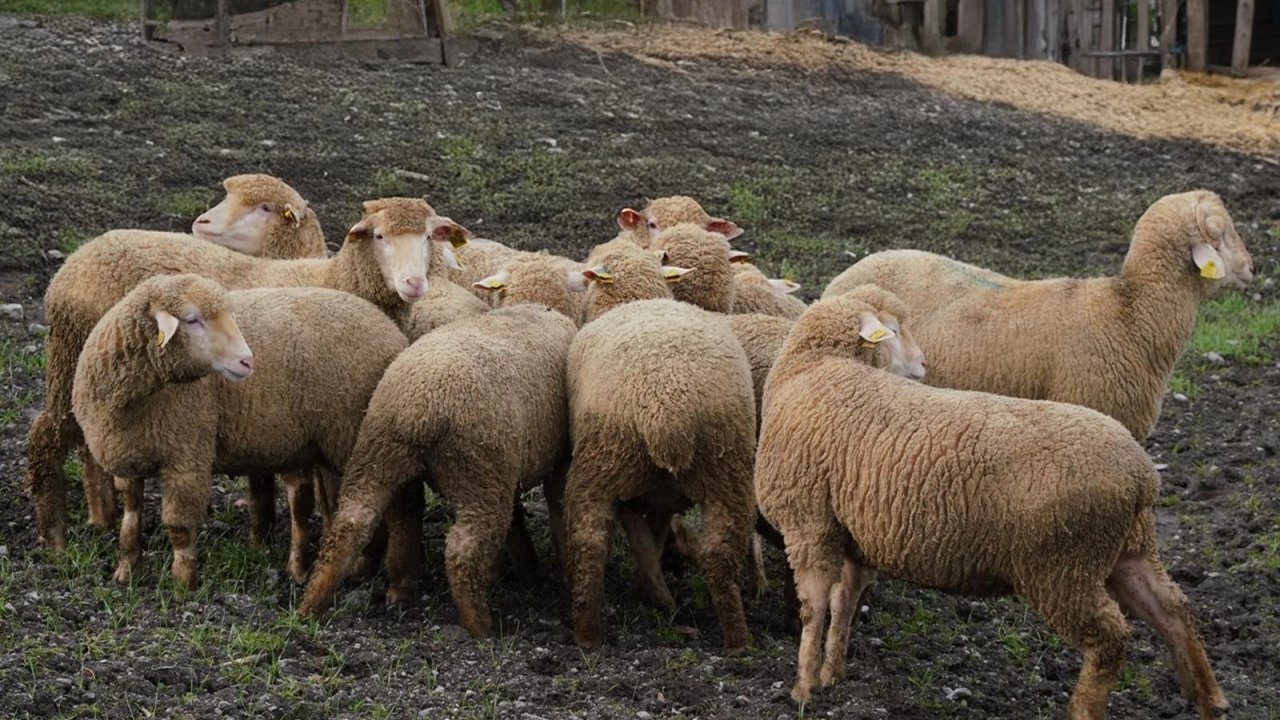 Balıkesir Büyükşehir’den çiftçiye destek