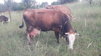 Bilecik Pazaryeri'nde çok sayıda mahalle ve köy karantinada