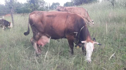 Bilecik Pazaryeri'nde çok sayıda mahalle ve köy karantinada