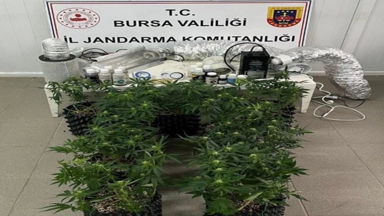 Bursa İnegöl’de evde esrar üretimine Jandarma baskını