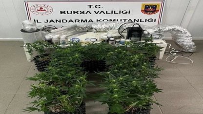 Bursa İnegöl’de evde esrar üretimine Jandarma baskını