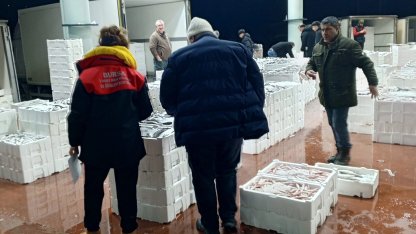 Bursa'da 150 kilogram tekir balığına el konuldu