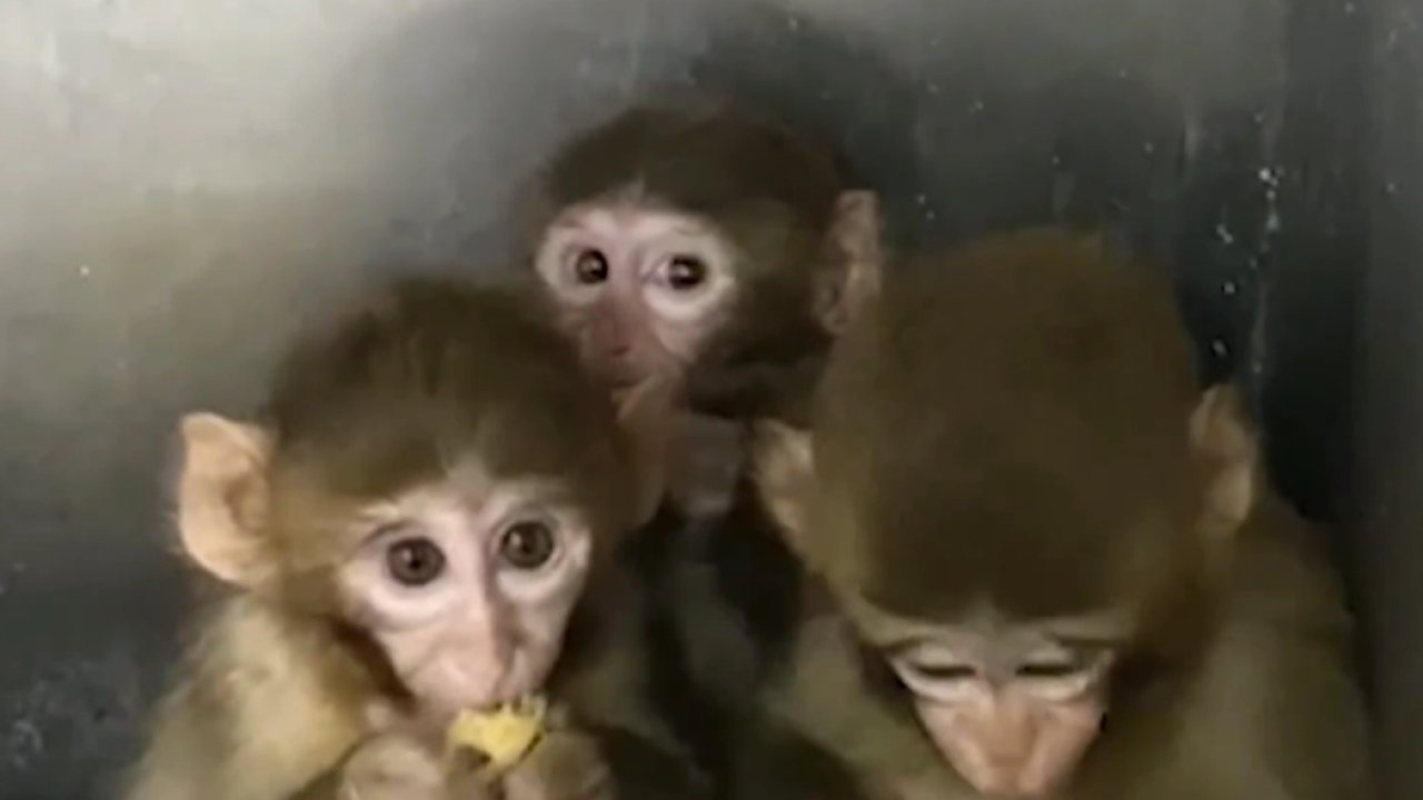 Bursa’da üç makak maymunu koruma altında