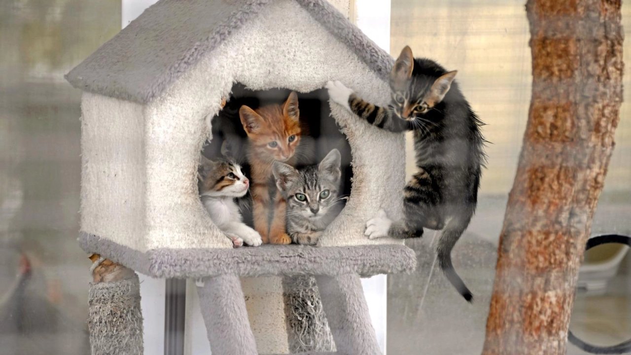 Can dostların kalbi Bursa Osmangazi'de atıyor