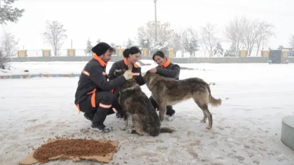 Diyarbakır'da sokak hayvanlarına 50 noktada mama desteği