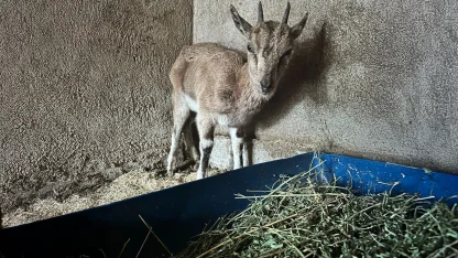 Finike'deki bitkin keçi Kumluca'da tedavi altına alındı