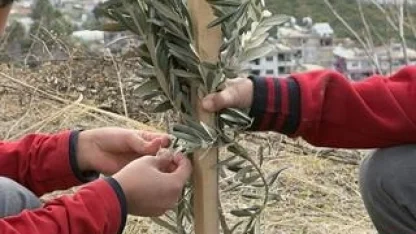 Geleceğe yeşil miras... Okul bahçeleri zeytin bahçelerine dönüşüyor