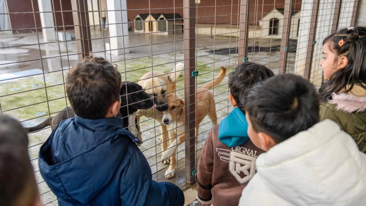 İzmir Büyükşehir’den sokak hayvanlarına kapsamlı destek