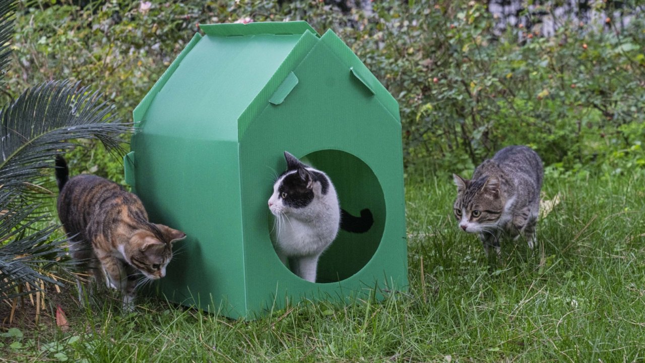 İzmir Büyükşehir’den sokak kedilerine sıcak yuva desteği