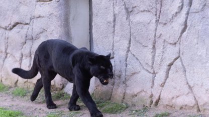 İzmir'de Doğal Yaşam Parkı'nın jaguarı Juliet yaşamını yitirdi!