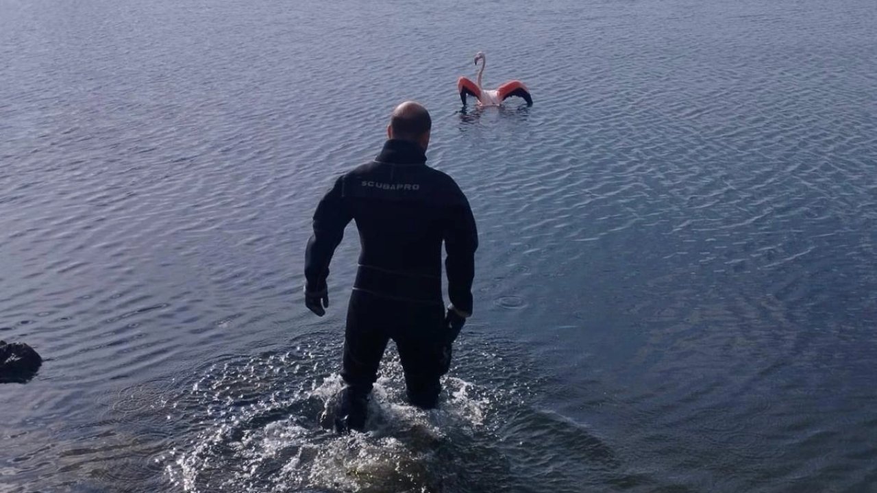 İzmir'de flamingoya dalgıçlardan hayat veren kurtarma