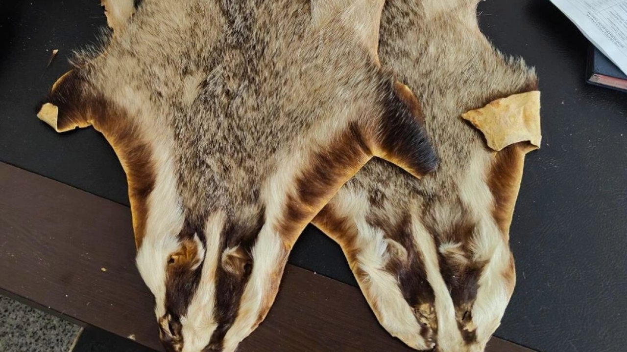 Kilis’te Suriye’den Türkiye’ye getirilen 5 hayvan postu bulundu