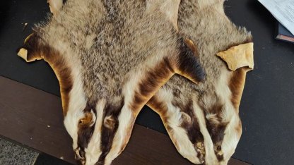 Kilis’te Suriye’den Türkiye’ye getirilen 5 hayvan postu bulundu