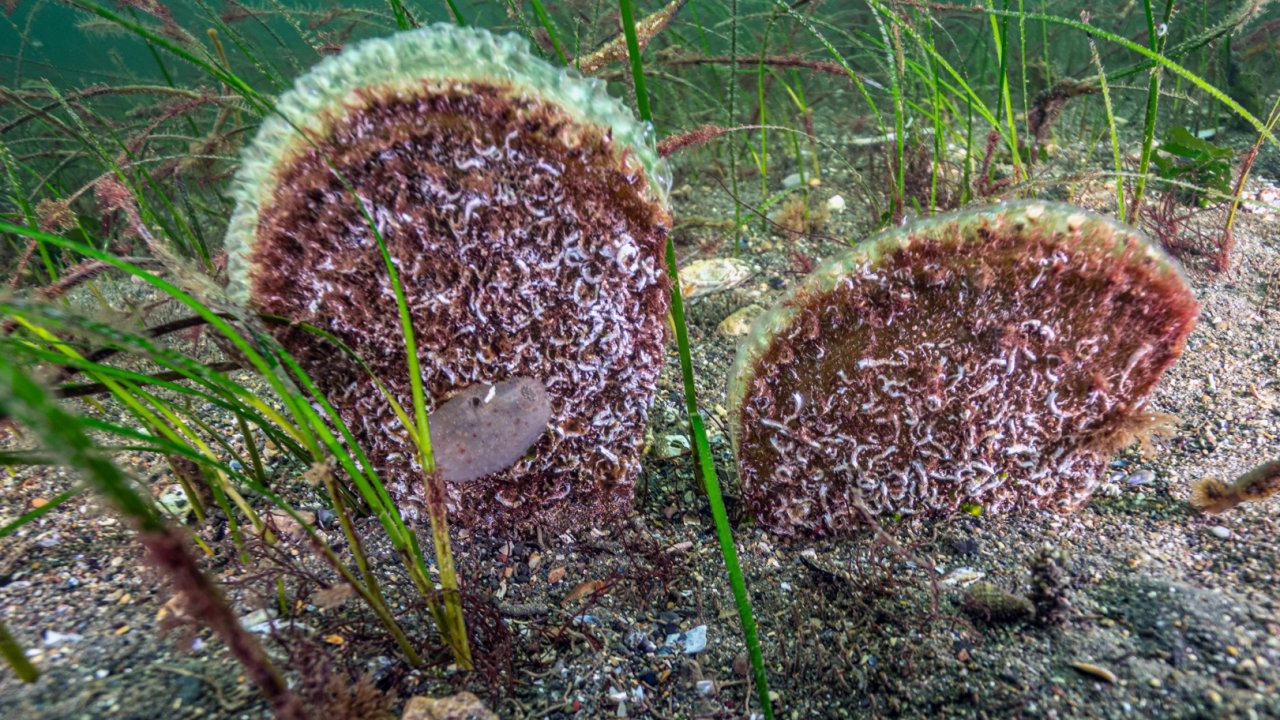 Marmara’dan umut veren keşif! Eskihisar Kalesi dibinde pina popülasyonu
