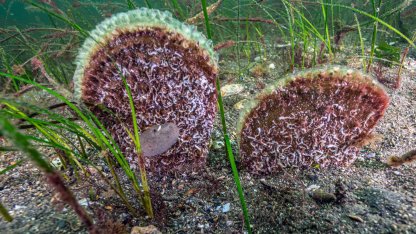 Marmara’dan umut veren keşif! Eskihisar Kalesi dibinde pina popülasyonu