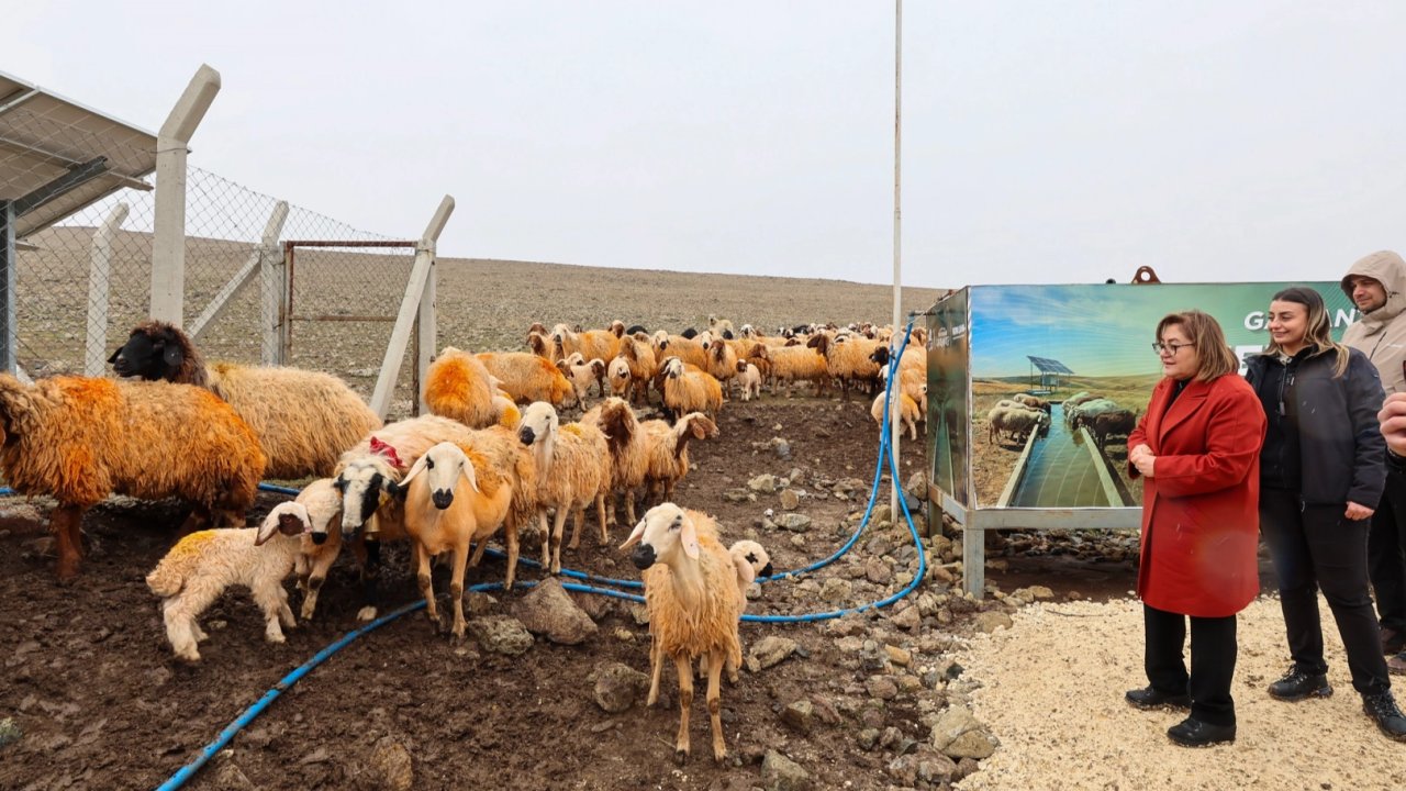 Meralarda hayvanlar temiz suya kavuşuyor